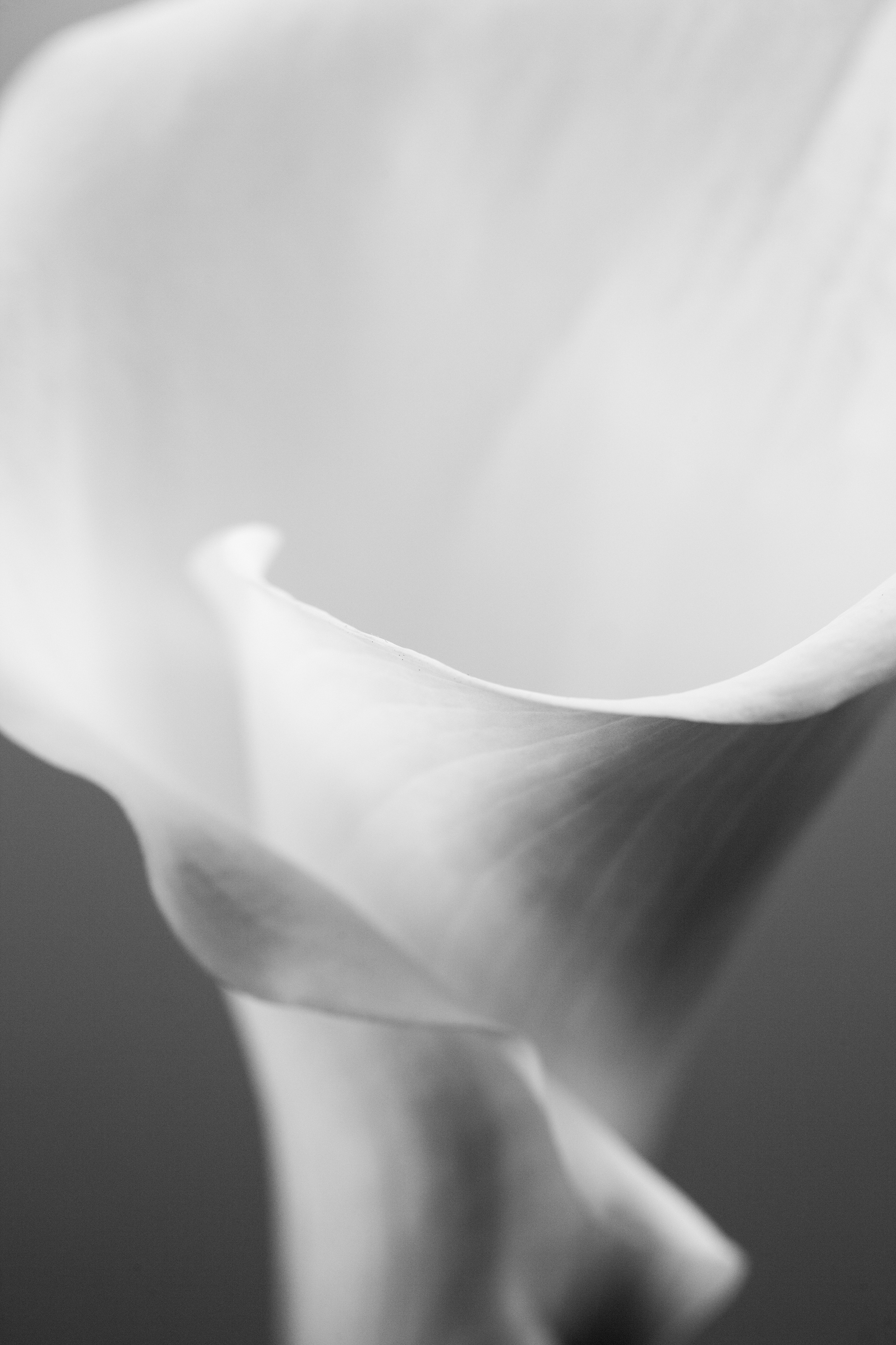 gallery-uno