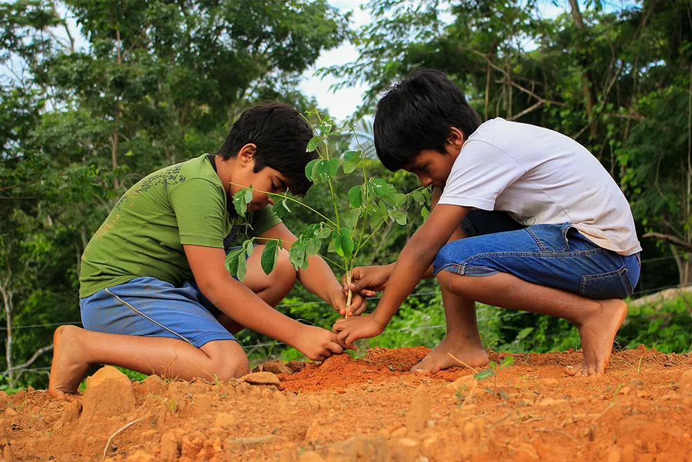 Tree planting