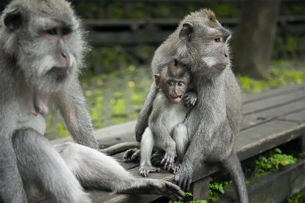 family of wild monkeys