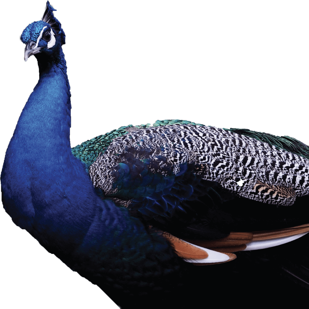 bird image