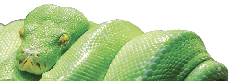 snake image