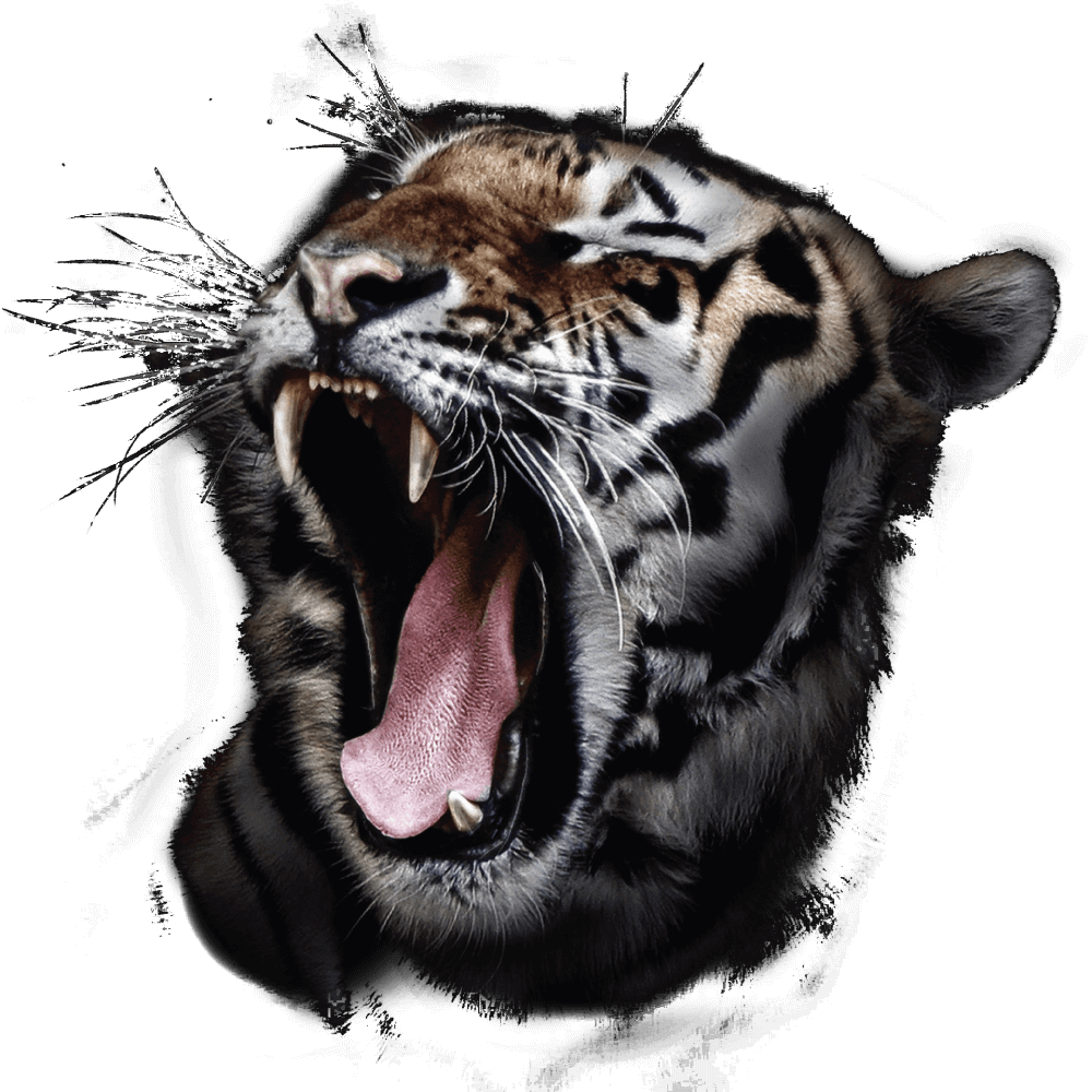 tiger image