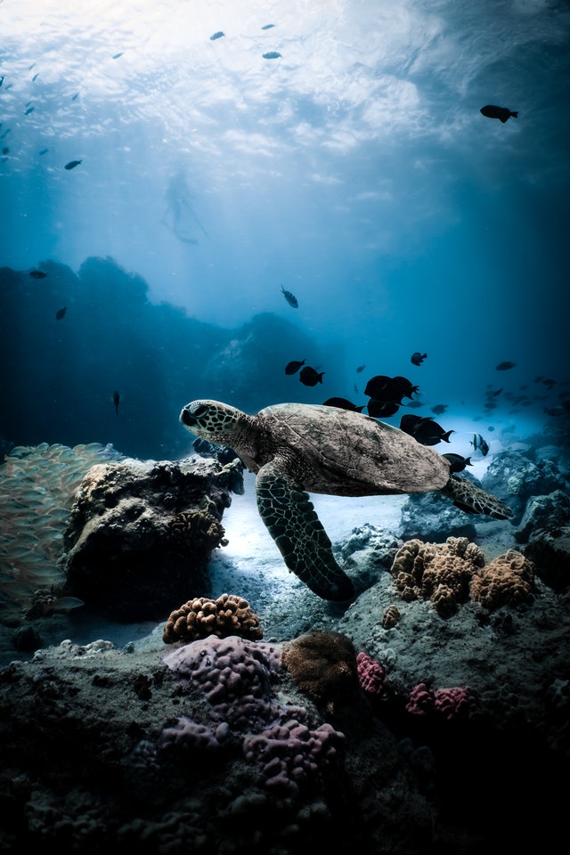 diving
