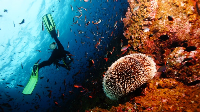 scuba diving